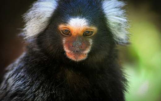 Small black ape online