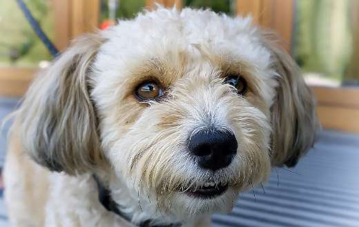White hairy small doggy