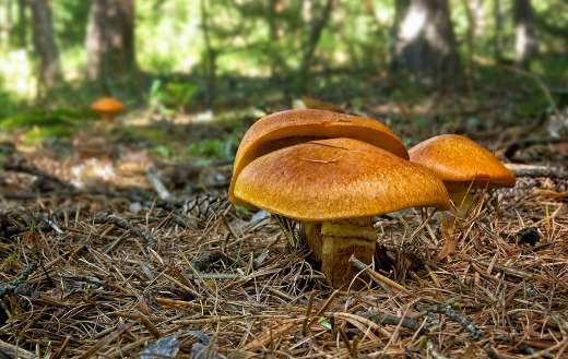 Boletus suillus grevillei mushrooms