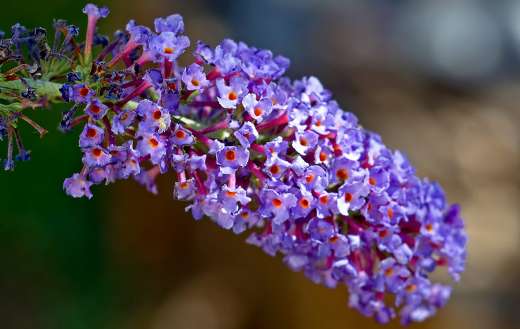 Buddleja plant flowers