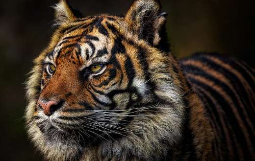 Feline tiger animal image