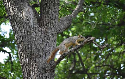 Squirrel trees foraging