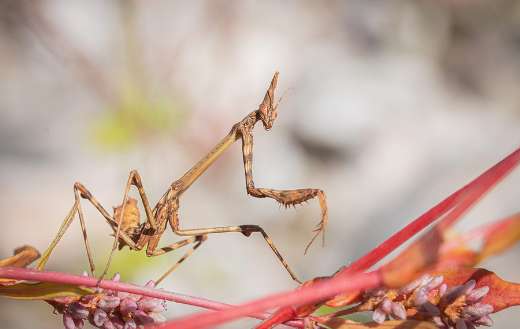 Brown mantis insect