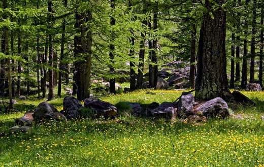 Conifers trees online