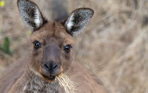 Marsupial kangaroo island