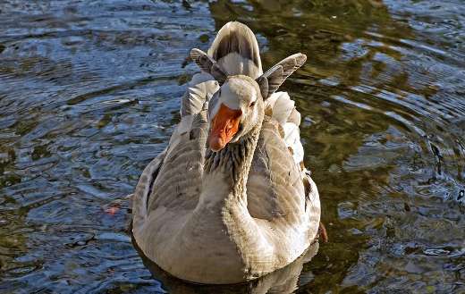 The needle image wild gray goose