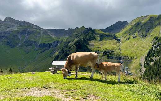 Mother calf in the picture