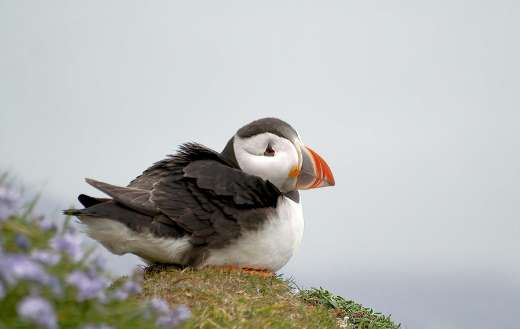 Puffin sea bird online
