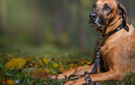 Rhodosian ridge back dog