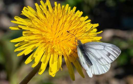 Black and white butterfly on the top yellow flower