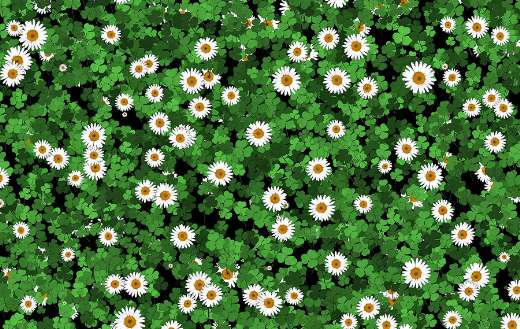 Daisies clovers lawn area