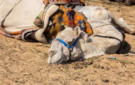 Egypt camel sleep