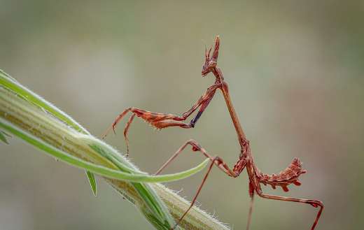 Fragile mantis insect