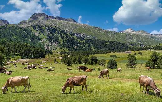 Large area landscape for cow field