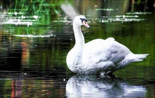 Loner big white swan