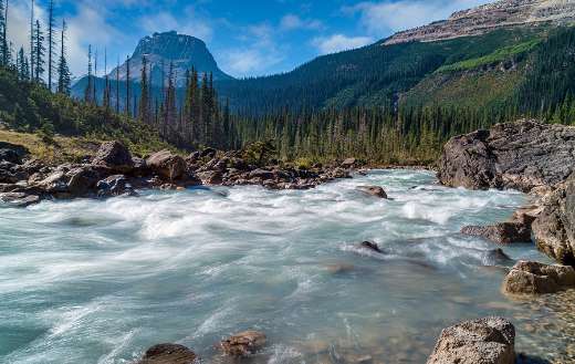 Nature be like online