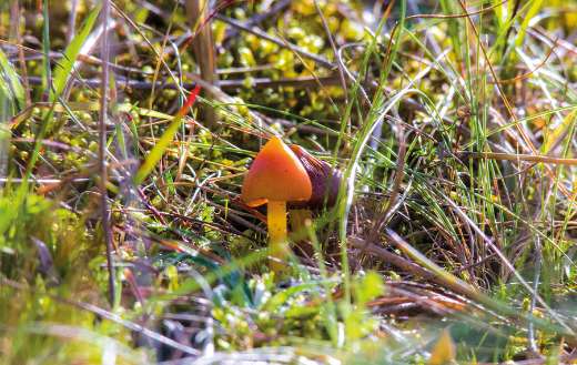 Orange and purple mushrooms