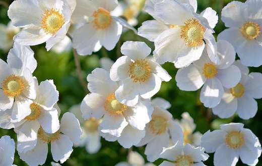 Snow drops anemones flowers