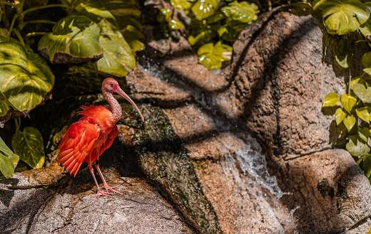 Scarlet ibis zoo online