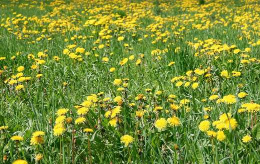 Field dandelion flowers