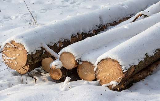 Log wood winter time