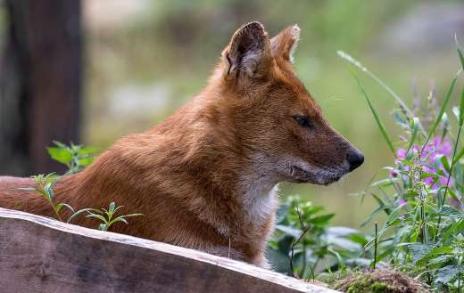 Mountain wolf dhole asiatic wild