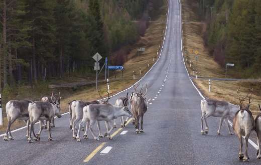 Reindeer heer road
