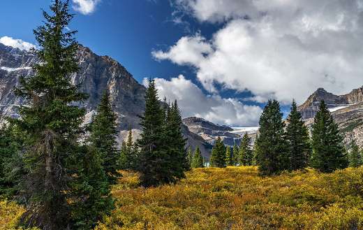 Trees mountains meadow