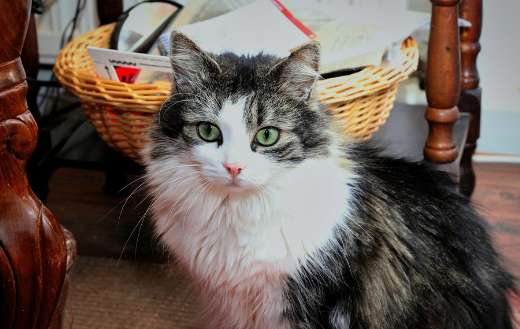 Beautiful breed cat pet