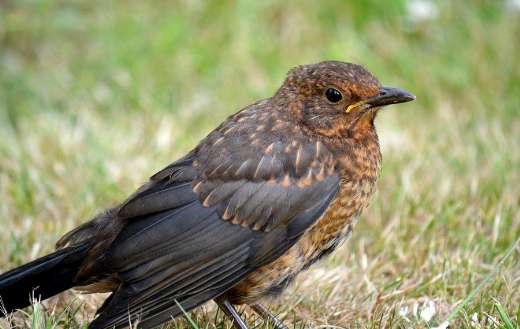 Black bird animal