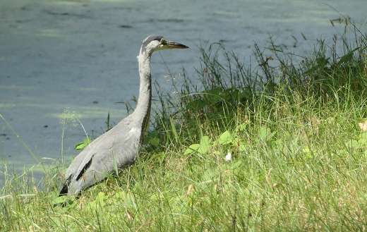 Blue bird heron online