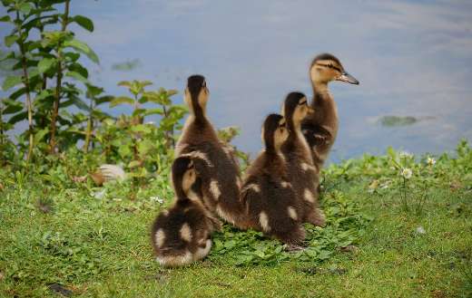 Five ducklings jugs