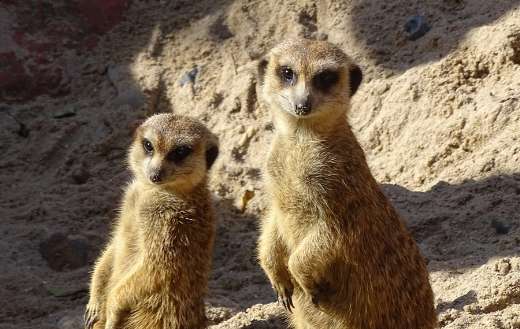Meerkats standing position
