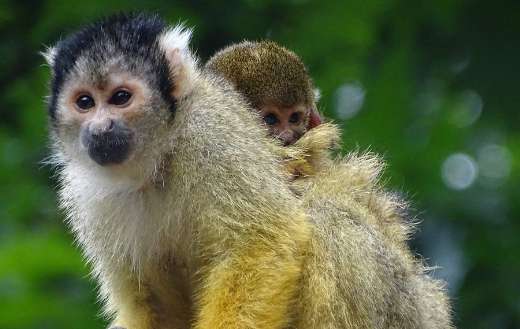 Mother baby monkey
