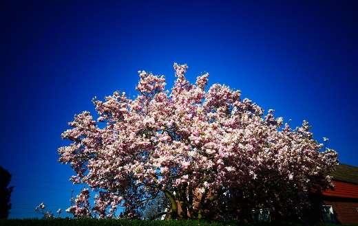 Spring bloom blossom