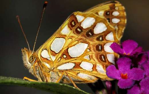 Super big butterfly purple flower