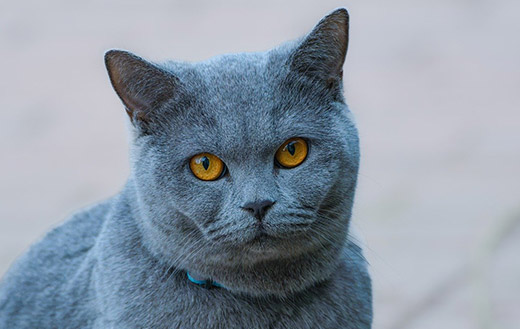 beautiful cat closeup