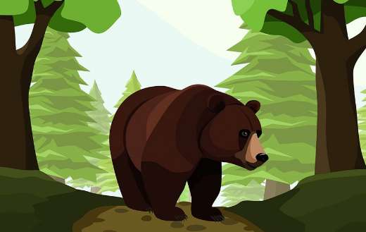 Animal bear nature