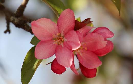 April kvist korn image