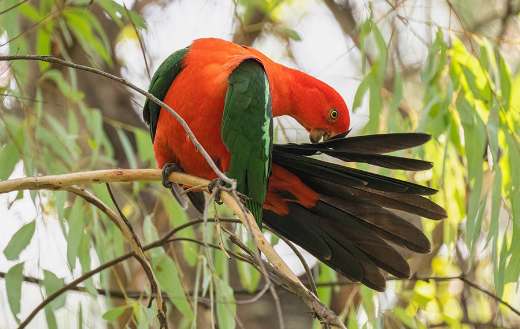 Australian king parrot