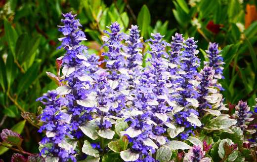Blue flowers summery