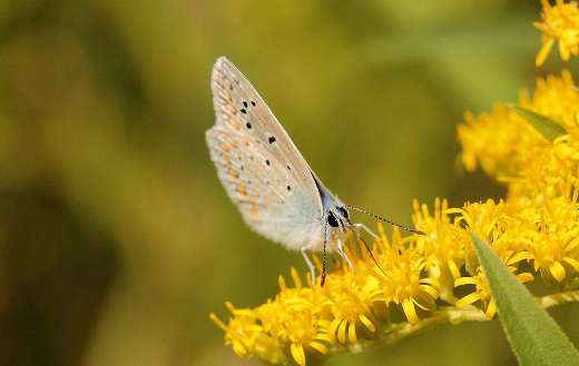 Butterfly insect pollinated