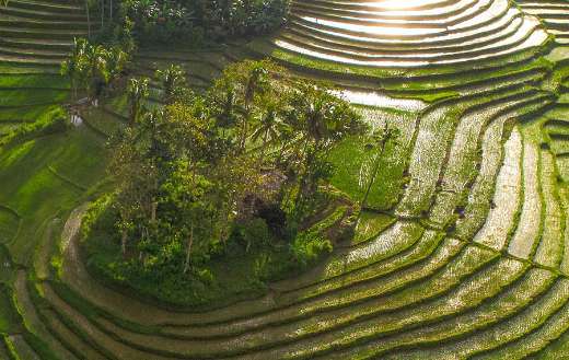 Cambuyo rice terraces Bohol