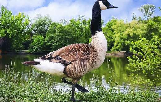 Canadian goose bird