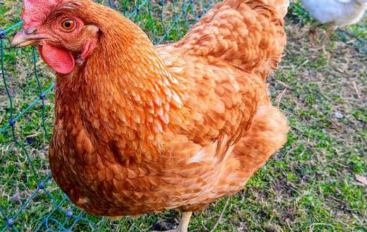 Cool brown hen chicken