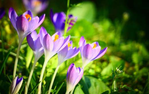 Crocuses flowers blooming spring time
