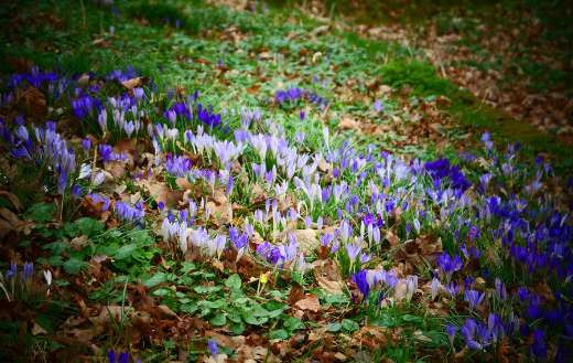 Crocuses park flowers bloom spring