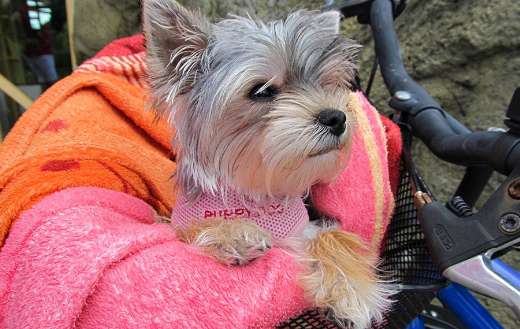 Dog race image chihuahua