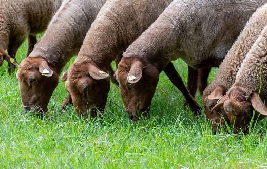 Eating grass livestock sheeps