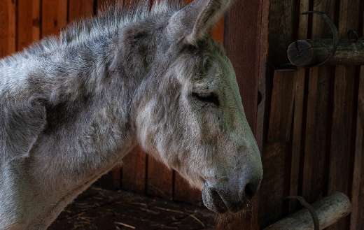 Equine donkey animal